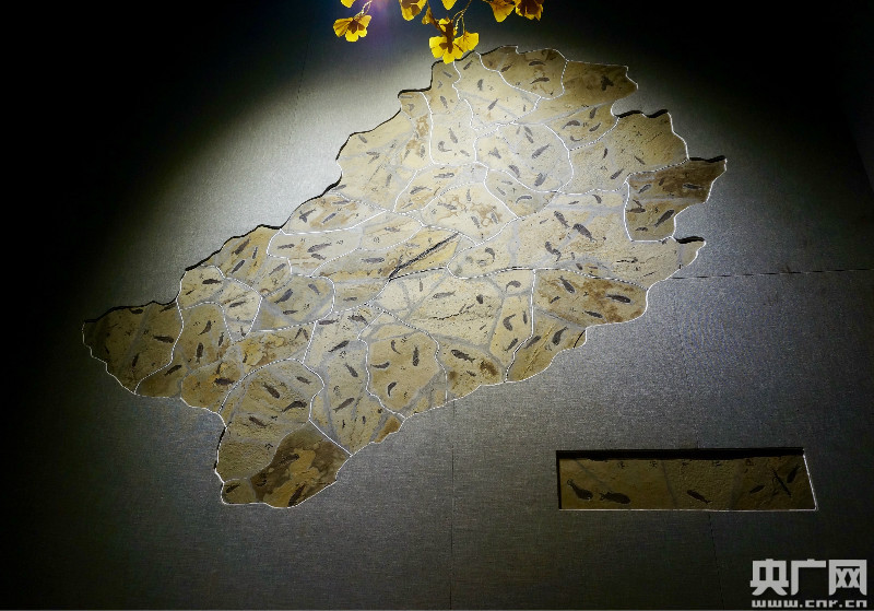 千岛湖自然博物馆正式开馆：镇馆之宝竟然是“蟑螂”？