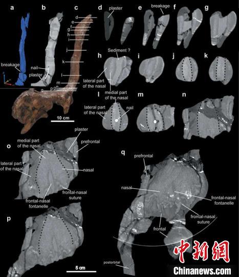棘鼻青岛龙鼻骨CT扫描图，鼻骨内部实心的类似“三明治”结构以黑色虚线标出。研究团队供图