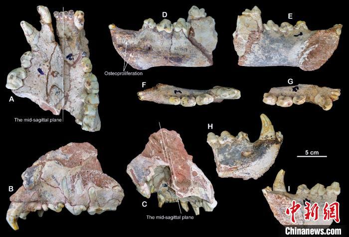200万年前短吻硕鬣狗是欧洲土著？最新研究说“不”