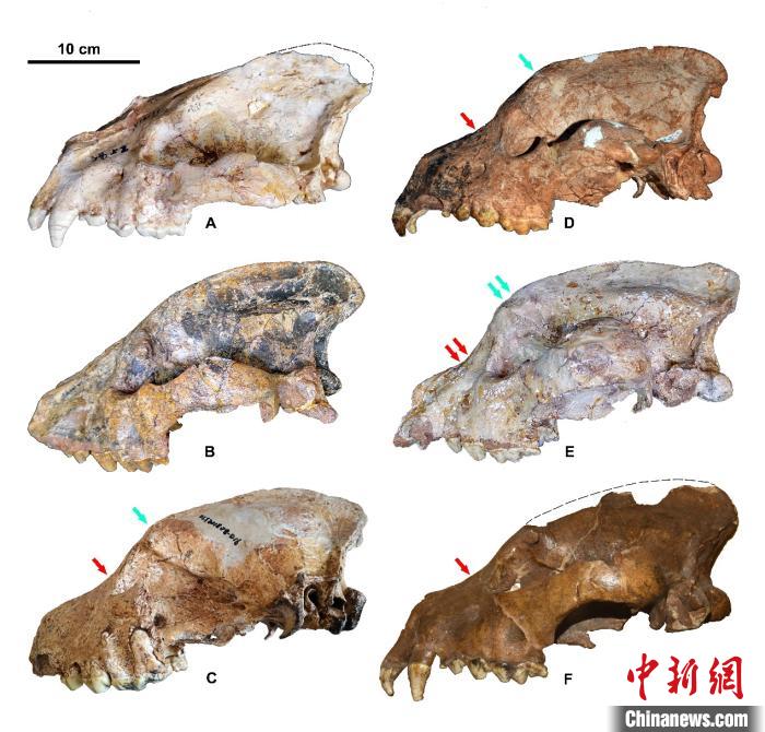 200万年前短吻硕鬣狗是欧洲土著？最新研究说“不”