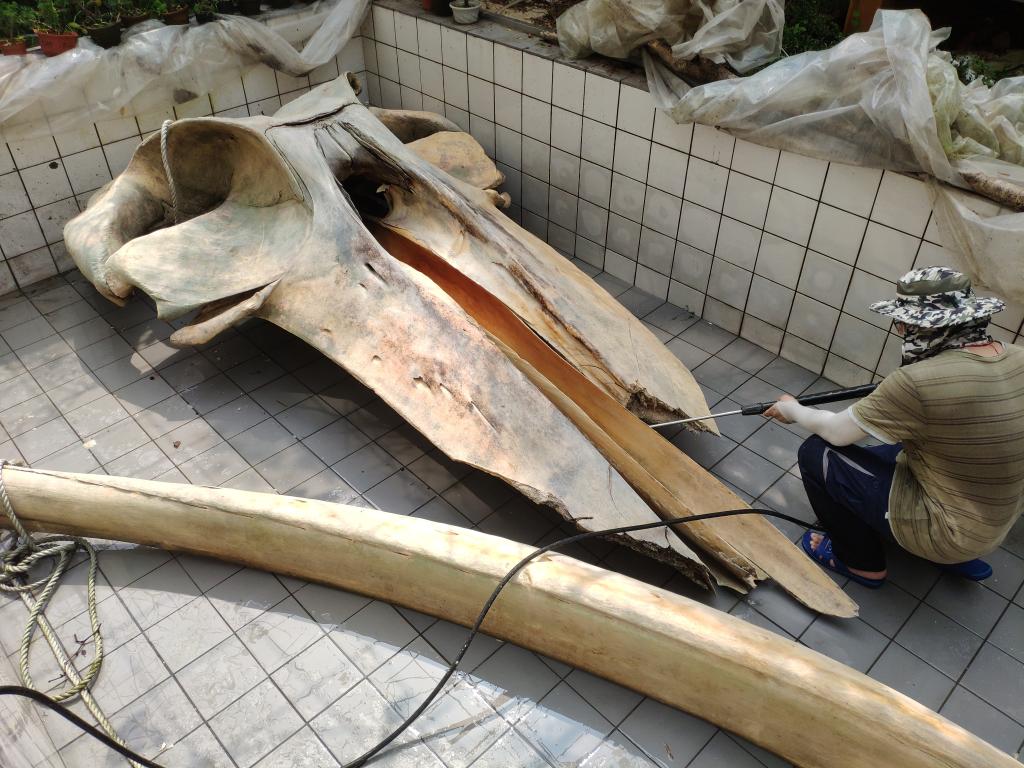 搁浅死亡长须鲸在上海自然博物馆里“重生”