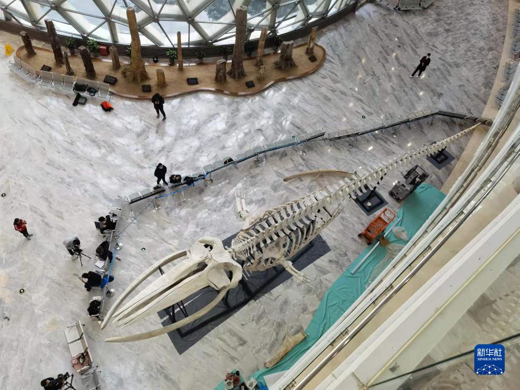搁浅死亡长须鲸在上海自然博物馆里“重生”