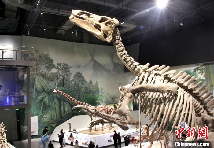 “巨型山东龙”亮相山东白垩纪恐龙展