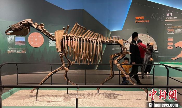 浙江杭州展出200余件古生物化石 再现百万年前场景
