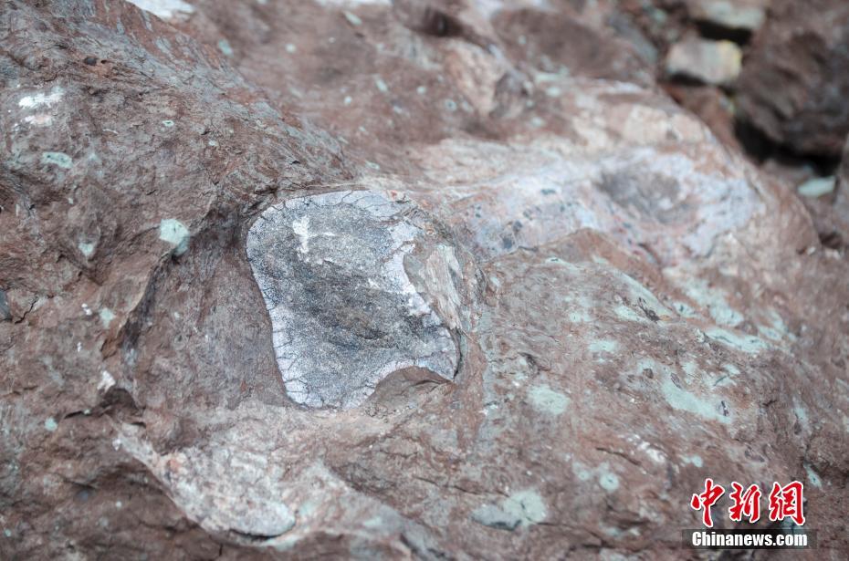 广西东兴市发现侏罗纪时期恐龙化石