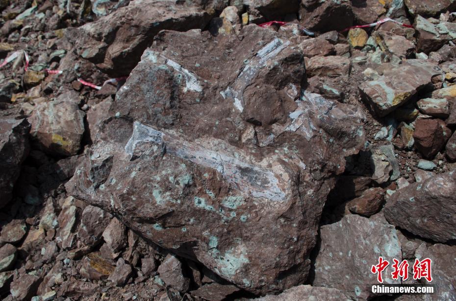广西东兴市发现侏罗纪时期恐龙化石