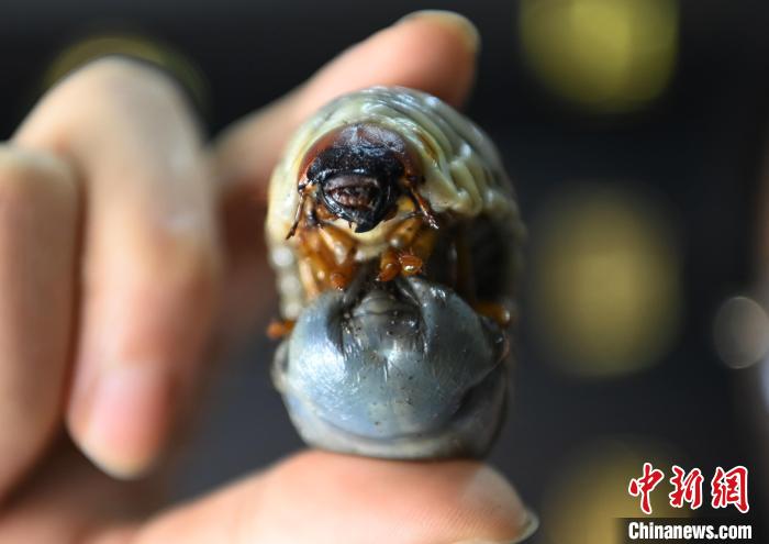中国最大甲虫阳彩臂金龟幼虫在青城山野外被发现