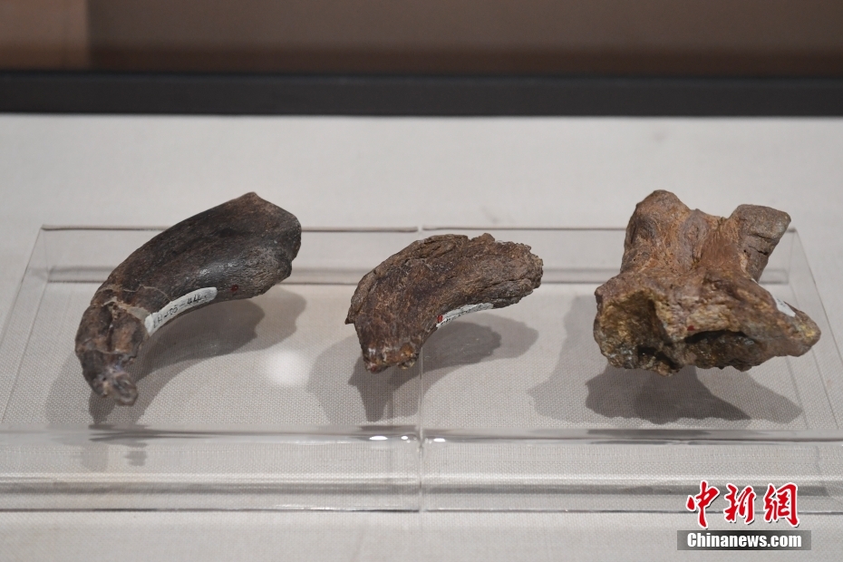 “龙行戈壁——内蒙古白垩纪恐龙展”在北京自然博物馆开展
