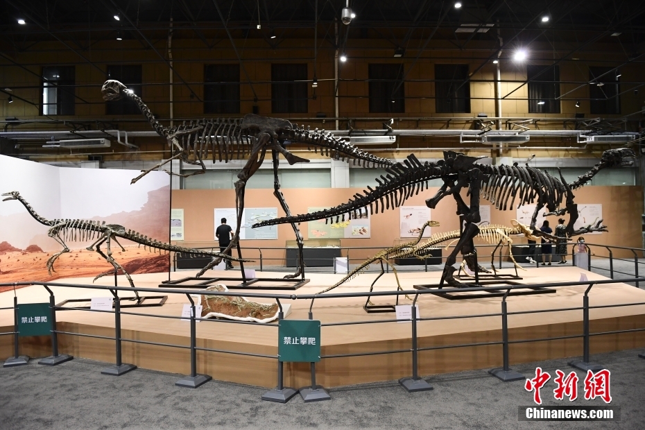 “龙行戈壁——内蒙古白垩纪恐龙展”在北京自然博物馆开展